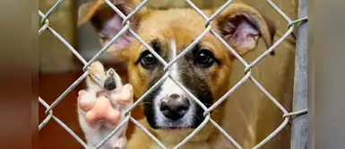 Gobierno beneficiará con 125 dólares a quienes adopten animalitos sin hogar Gobierno beneficiará con 125 dólares a quienes adopten animalitos sin hogar