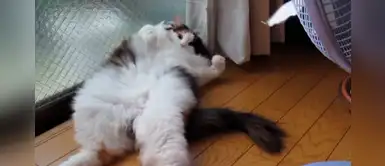 Gato es atacado por un ventilador mientras imitaba ’Single Ladies’ de Beyoncé Gato es atacado por un ventilador mientras imitaba ’Single Ladies’ de Beyoncé