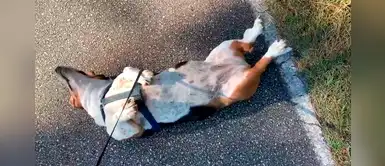 Perrita se hace la ‘muerta’ para evitar que su dueño la obligue a ejercitarse Perrita se hace la ‘muerta’ para evitar que su dueño la obligue a ejercitarse