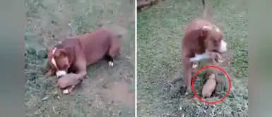 Perro roba risas con su divertida forma de reaccionar al ver un armadillo Perro roba risas con su divertida forma de reaccionar al ver un armadillo
