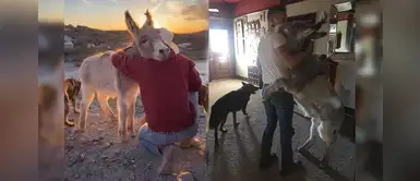 Burrito recibe a su humano como un perro y causa sensación en redes Burrito recibe a su humano como un perro y causa sensación en redes