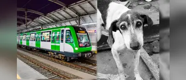 Metro de Lima se pronuncia sobre perrito que perdió la vida atropellado Metro de Lima se pronuncia sobre perrito que perdió la vida atropellado