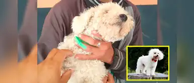 Joven roba un perrito para regalarle a su novia en San Valentín y policía lo captura Joven roba un perrito para regalarle a su novia en San Valentín y policía lo captura