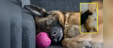 Perrito se quiebra en llanto al pensar que su hermano estaba 'muerto' Perrito se quiebra en llanto al pensar que su hermano estaba 'muerto'