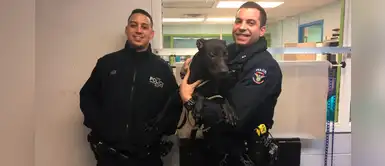Policía decide adoptar a un pitbull que él mismo rescató de las heladas lluvias Policía decide adoptar a un pitbull que él mismo rescató de las heladas lluvias