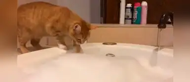 Esponjoso gatito se acerca por curiosidad a la bañera y se termina dando un 'remojón' Esponjoso gatito se acerca por curiosidad a la bañera y se termina dando un 'remojón'