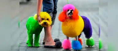 Conoce los cinco peligros de teñir a las mascotas Conoce los cinco peligros de teñir a las mascotas