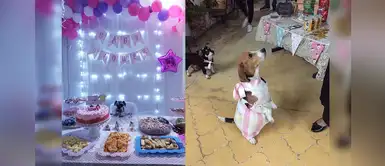 Realizan Baby Shower a perritas embarazadas y sus tiernas fotos se viralizan Realizan Baby Shower a perritas embarazadas y sus tiernas fotos se viralizan