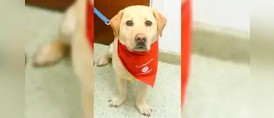 Conoce a Stumpy, el perro que ha salvado más de 100 vidas al donar su sangre Conoce a Stumpy, el perro que ha salvado más de 100 vidas al donar su sangre