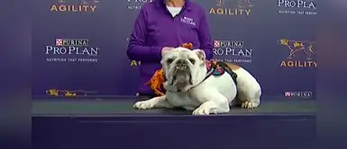 Robusto bulldog dejó con la boca abierta a los jurados en una prueba de agilidad Robusto bulldog dejó con la boca abierta a los jurados en una prueba de agilidad