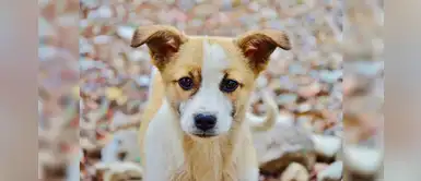 20 nombres hermosos para perritas con la letra A 20 nombres hermosos para perritas con la letra A