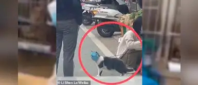 Gatito utiliza una peculiar mascarilla para evitar contagiarse del coronavirus Gatito utiliza una peculiar mascarilla para evitar contagiarse del coronavirus