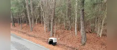 Hombre decide adoptar a un pastor alemán que encontró abandonado en la carretera Hombre decide adoptar a un pastor alemán que encontró abandonado en la carretera