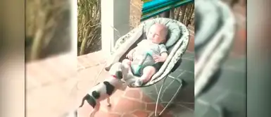 Pitbull trepa la mecedora del bebé recién nacido para acompañarlo en su siesta Pitbull trepa la mecedora del bebé recién nacido para acompañarlo en su siesta