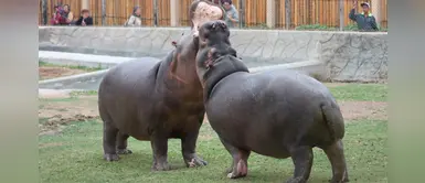 Conoce a Kiboko y Felipe, la gran familia de hipopótamos del Parque de las Leyendas Conoce a Kiboko y Felipe, la gran familia de hipopótamos del Parque de las Leyendas