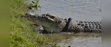 Darán gran recompensa por quitar neumático del cuello de cocodrilo gigante Darán gran recompensa por quitar neumático del cuello de cocodrilo gigante
