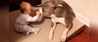Impactante video de un bebé de 9 meses metiéndose a la cama del pitbull para jugar Impactante video de un bebé de 9 meses metiéndose a la cama del pitbull para jugar