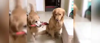 Golden retriever impresionó a su ‘pareja’ con una romántica sorpresa por San Valentín Golden retriever impresionó a su ‘pareja’ con una romántica sorpresa por San Valentín