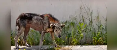 La milagrosa recuperación de Petra, una perrita que fue abandonada en mal estado La milagrosa recuperación de Petra, una perrita que fue abandonada en mal estado