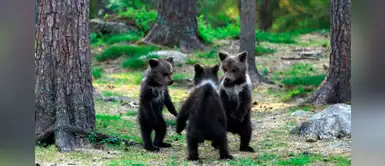 Tres osos bebés demuestran su felicidad bailando en medio del bosque Tres osos bebés demuestran su felicidad bailando en medio del bosque