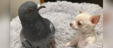 Chihuahua y paloma forman una ‘relación especial’ el mismo día de San Valentín Chihuahua y paloma forman una ‘relación especial’ el mismo día de San Valentín