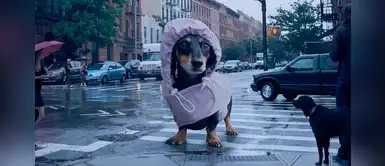 Hombre utiliza Photoshop para mostrar las grandes ‘cualidades’ de su perro salchicha Hombre utiliza Photoshop para mostrar las grandes ‘cualidades’ de su perro salchicha