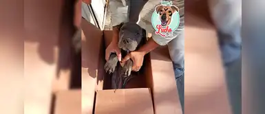 Niño pone en adopción a su pequeño pitbull para evitar que su padre lo maltrate Niño pone en adopción a su pequeño pitbull para evitar que su padre lo maltrate