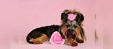 ¿Te gustan las perritas? 20 nombres curiosos para mascotas con la letra B ¿Te gustan las perritas? 20 nombres curiosos para mascotas con la letra B