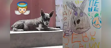 Callao: Perrita con cáncer muere a las pocas horas de encontrar a su familia Callao: Perrita con cáncer muere a las pocas horas de encontrar a su familia