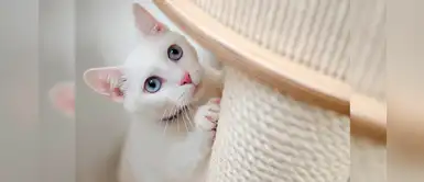 Día Internacional del Gato: Datos curiosos sobre los amigos maulladores Día Internacional del Gato: Datos curiosos sobre los amigos maulladores