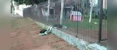 Perro de casa realiza el gesto más solidario: comparte su manta con un perrito abandonado Perro de casa realiza el gesto más solidario: comparte su manta con un perrito abandonado