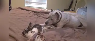 Pitbull decide romper las reglas de la casa y se mete sin permiso a la cama de su dueña Pitbull decide romper las reglas de la casa y se mete sin permiso a la cama de su dueña