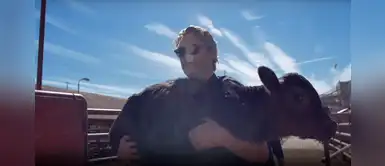 Joaquin Phoenix, el protector de los animales: rescata a una vaca y su cría del matadero Joaquin Phoenix, el protector de los animales: rescata a una vaca y su cría del matadero