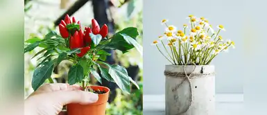 ¿Se te acabó el culantro, ají, albahaca o manzanilla? ¡Aprende a cultivarlos en casa! ¿Se te acabó el culantro, ají, albahaca o manzanilla? ¡Aprende a cultivarlos en casa!