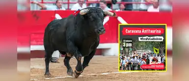 #PerúPorLaAbolición: Realizarán caravana antitaurina para prohibir las corridas de toros #PerúPorLaAbolición: Realizarán caravana antitaurina para prohibir las corridas de toros