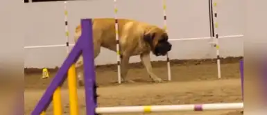 Mastín inglés desaprobó su curso de agilidad, pero se ganó los corazones del jurado Mastín inglés desaprobó su curso de agilidad, pero se ganó los corazones del jurado