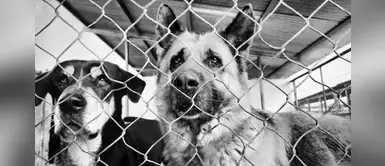 Pastor alemán fue abandonada tras nueve años con un cruel mensaje: “Ya no me sirve” Pastor alemán fue abandonada tras nueve años con un cruel mensaje: “Ya no me sirve”