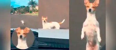 ¡Chiquito pero poderoso! Chihuahua desafió a chófer que lo apuró a cruzar la calle ¡Chiquito pero poderoso! Chihuahua desafió a chófer que lo apuró a cruzar la calle