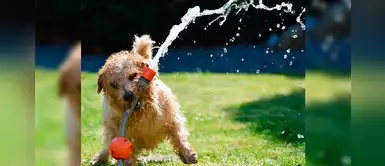 ¡Cuidado! Las pulgas y garrapatas se multiplican durante el verano ¡Cuidado! Las pulgas y garrapatas se multiplican durante el verano