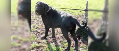 Labrador llora todas las noches desde que su familia lo abandonara en su cumpleaños Labrador llora todas las noches desde que su familia lo abandonara en su cumpleaños