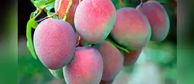 Áncash: Exportación de toneladas de mango a China quedaron paralizadas por coronavirus Áncash: Exportación de toneladas de mango a China quedaron paralizadas por coronavirus