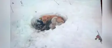 Perrita aguanta las bajas temperaturas para mantener vivo a sus bebés durante la nieve Perrita aguanta las bajas temperaturas para mantener vivo a sus bebés durante la nieve