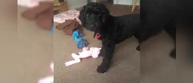 Perro entrenado salva la vida de sus padres adoptivos tras alertarles de un incendio Perro entrenado salva la vida de sus padres adoptivos tras alertarles de un incendio