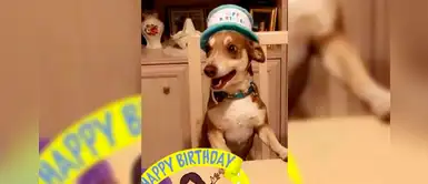 Emocionante reacción en un perrito al enterarse que su familia le preparó una fiesta Emocionante reacción en un perrito al enterarse que su familia le preparó una fiesta