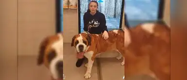 San bernardo es adoptado por una joven que lo había encontrado “adolorido” cerca al tren San bernardo es adoptado por una joven que lo había encontrado “adolorido” cerca al tren