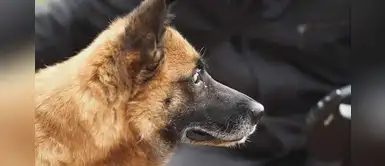 Perrito con ceguera recupera la felicidad luego que una familia decidiera adoptarlo Perrito con ceguera recupera la felicidad luego que una familia decidiera adoptarlo