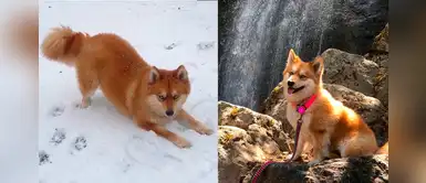 Conoce a Mya the Pomsky, una mezcla de husky-pomerania que parece ¡un zorro! Conoce a Mya the Pomsky, una mezcla de husky-pomerania que parece ¡un zorro!