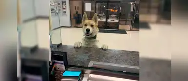 Hermoso cachorro llegó a la estación de policía para reportarse como “desaparecido” Hermoso cachorro llegó a la estación de policía para reportarse como “desaparecido”
