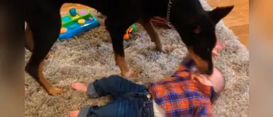 Dóberman cuida a luz y sombra a su pequeño hermano humano con este gesto de amor Dóberman cuida a luz y sombra a su pequeño hermano humano con este gesto de amor