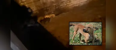 Arequipa: perritos perdieron la vida tras refugiarse bajo puente por fuertes lluvias Arequipa: perritos perdieron la vida tras refugiarse bajo puente por fuertes lluvias